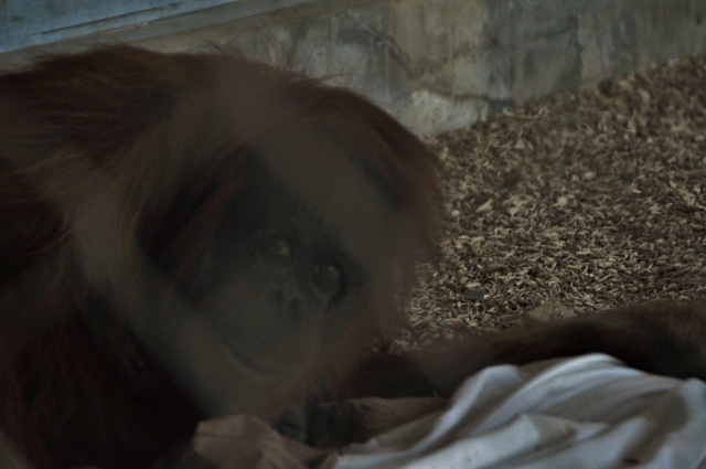 Bess, a Bornean Orangutan